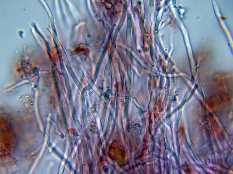 Antrodia sinuosa 10 - Hifas subhimeniales-005